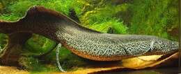 Image of Marbled lungfish