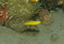 Image of Canary wrasse