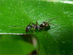 Image of Small black ant