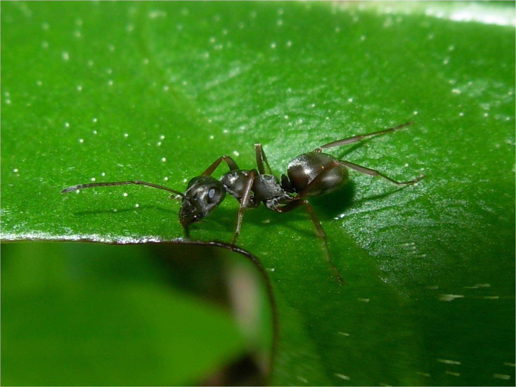 Image of Small black ant