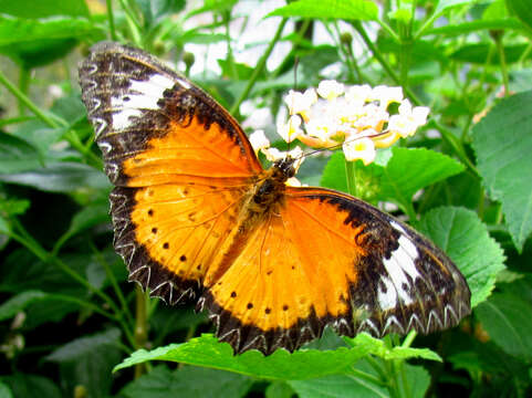 Image of Orange lacewing