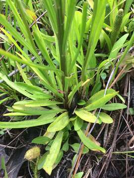 Image of grassleaf Barbara's buttons