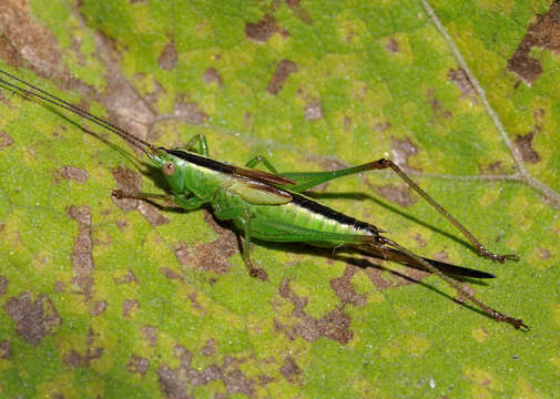 Image of Long-winged conehead