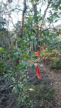 Image of Elaeocarpus reticulatus Sm.