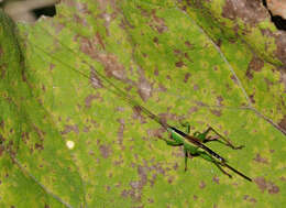 Image of Long-winged conehead