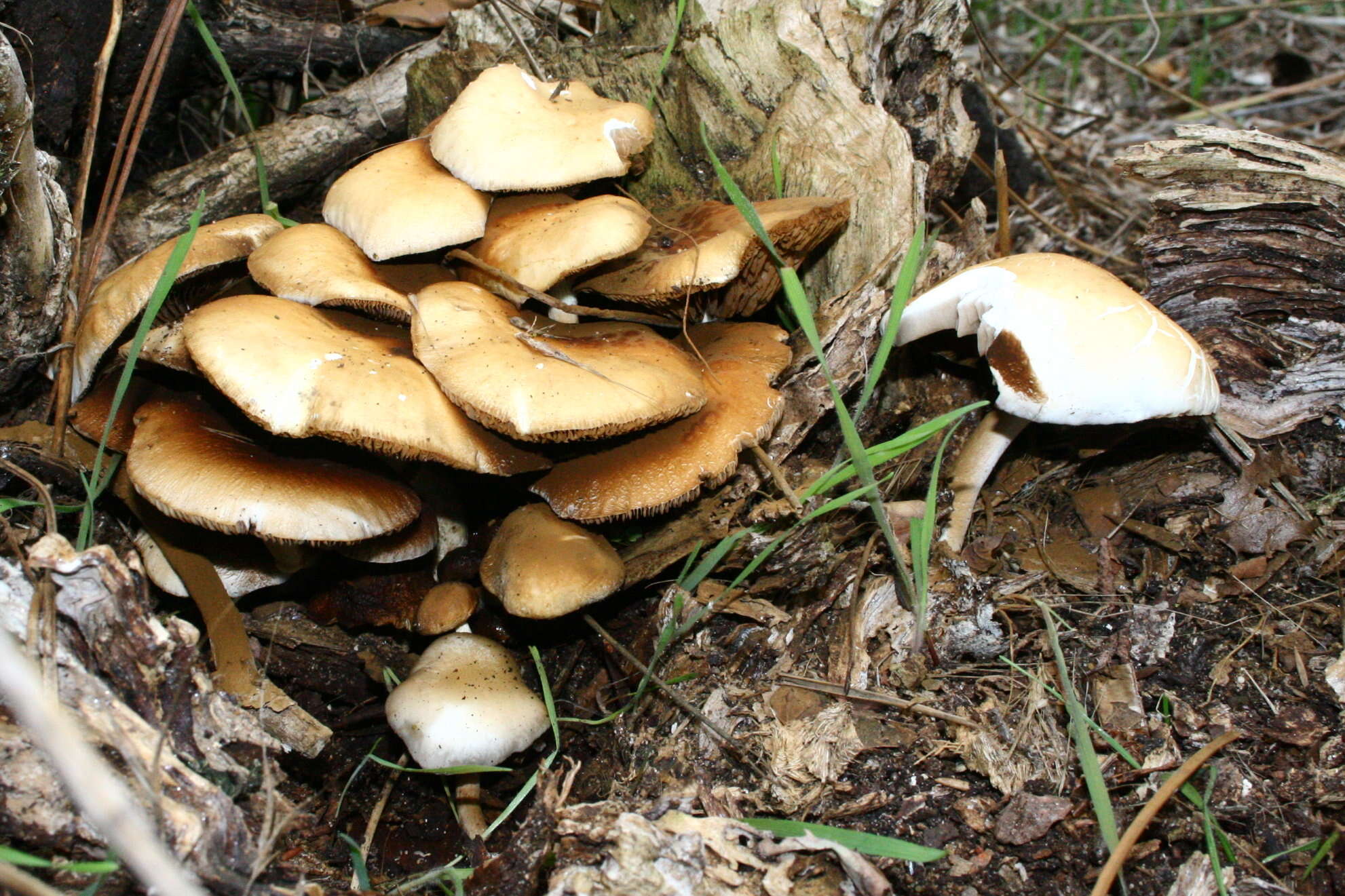 Image of Cyclocybe aegerita (V. Brig.) Vizzini 2014