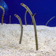 Image of Splendid garden eel