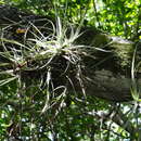 صورة Tillandsia schiedeana subsp. schiedeana