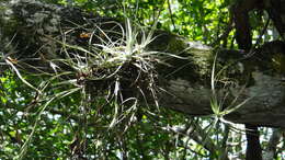 Image of Tillandsia schiedeana subsp. schiedeana