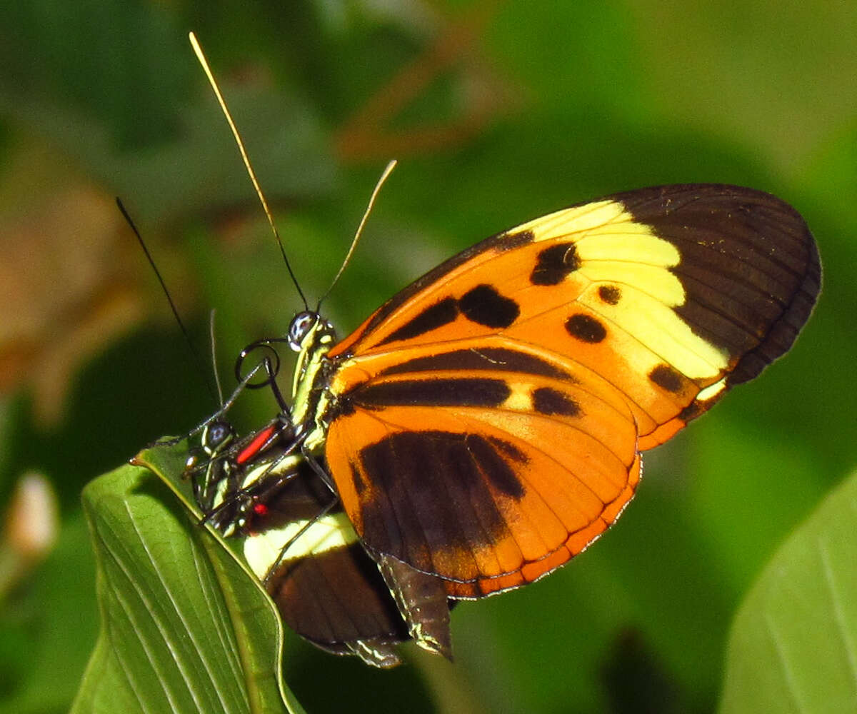 Image of Heliconius numata