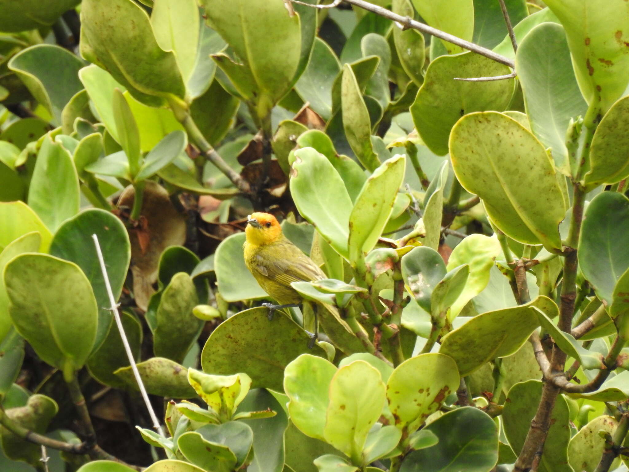 Image of Rust-and-yellow Tanager
