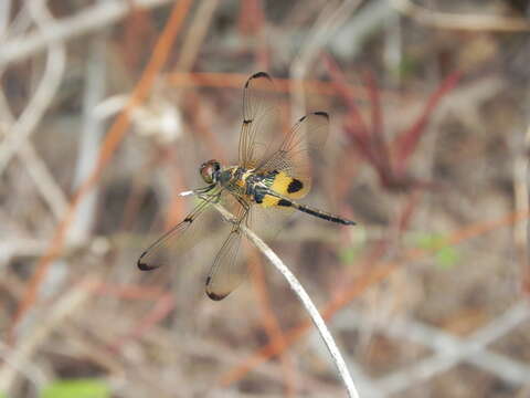 Image of Yellow-barred Flutterer