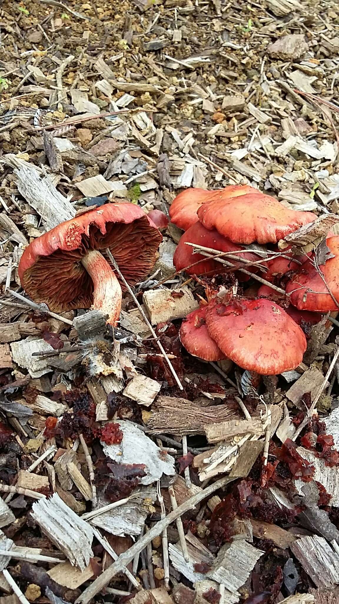 Image of Leratiomyces