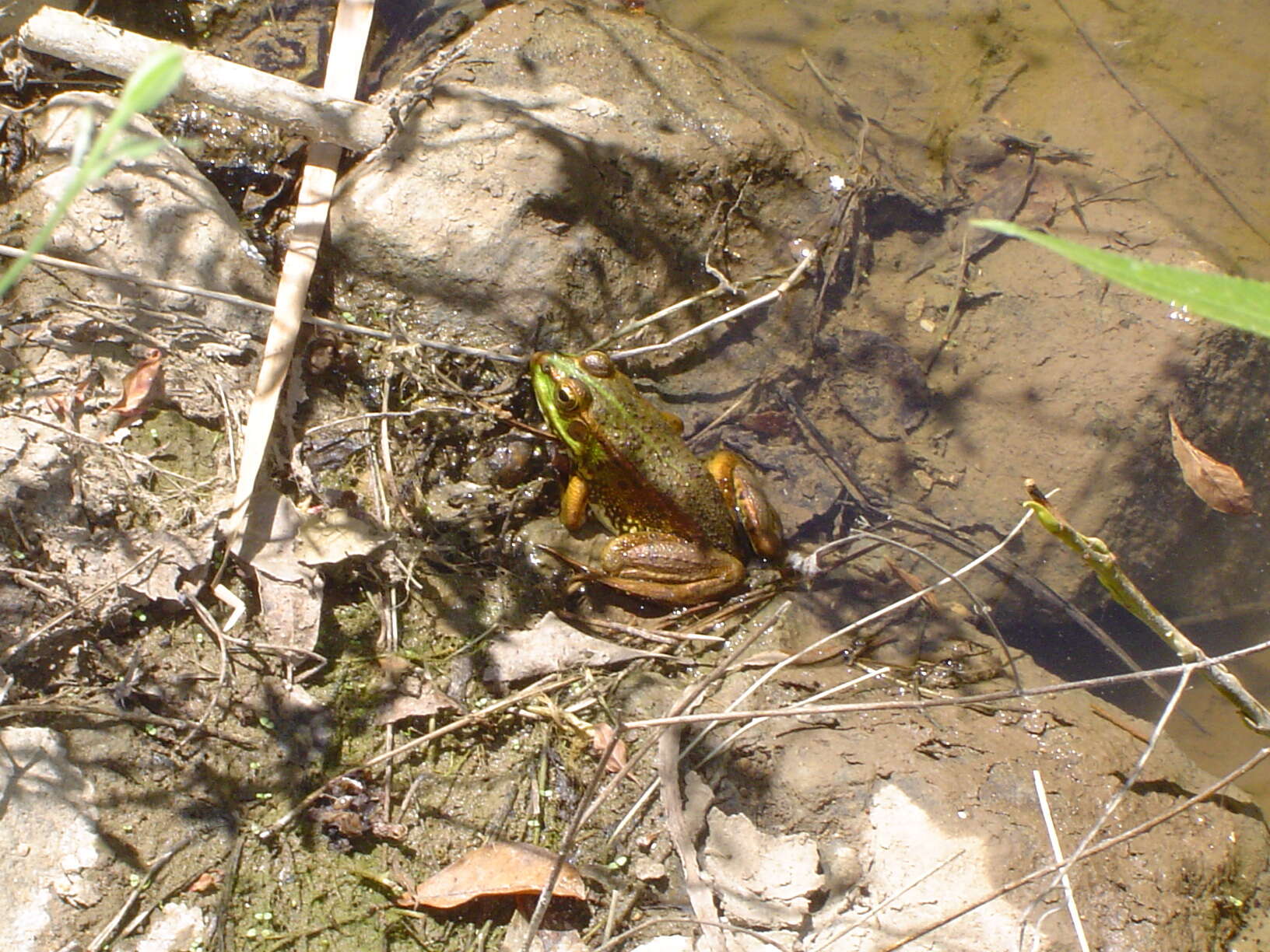 Image of Perez's Frog