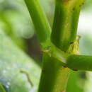 Image of Notopleura capitata C. M. Taylor