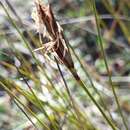 Sivun Lepidosperma carphoides F. Muell. ex Benth. kuva