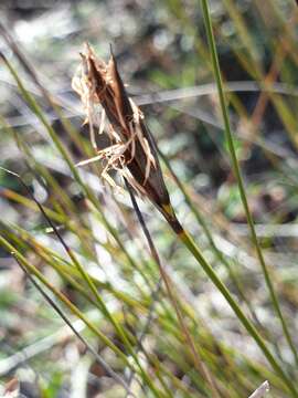 Sivun Lepidosperma carphoides F. Muell. ex Benth. kuva