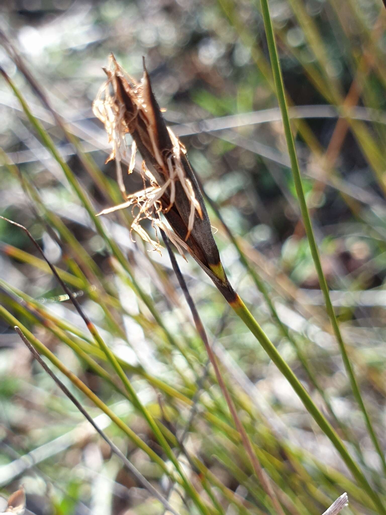 Image of Lepidosperma carphoides F. Muell. ex Benth.