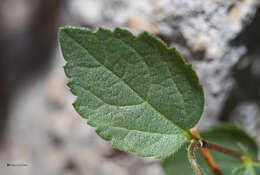 Imagem de Celtis tournefortii Lam.