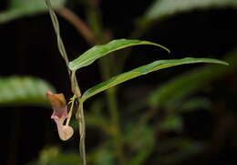 Image of Aristolochia indica L.