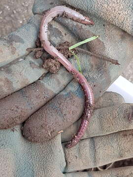 Image of Earthworm