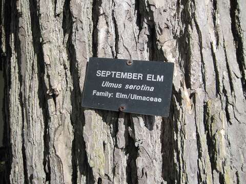 Image of September elm