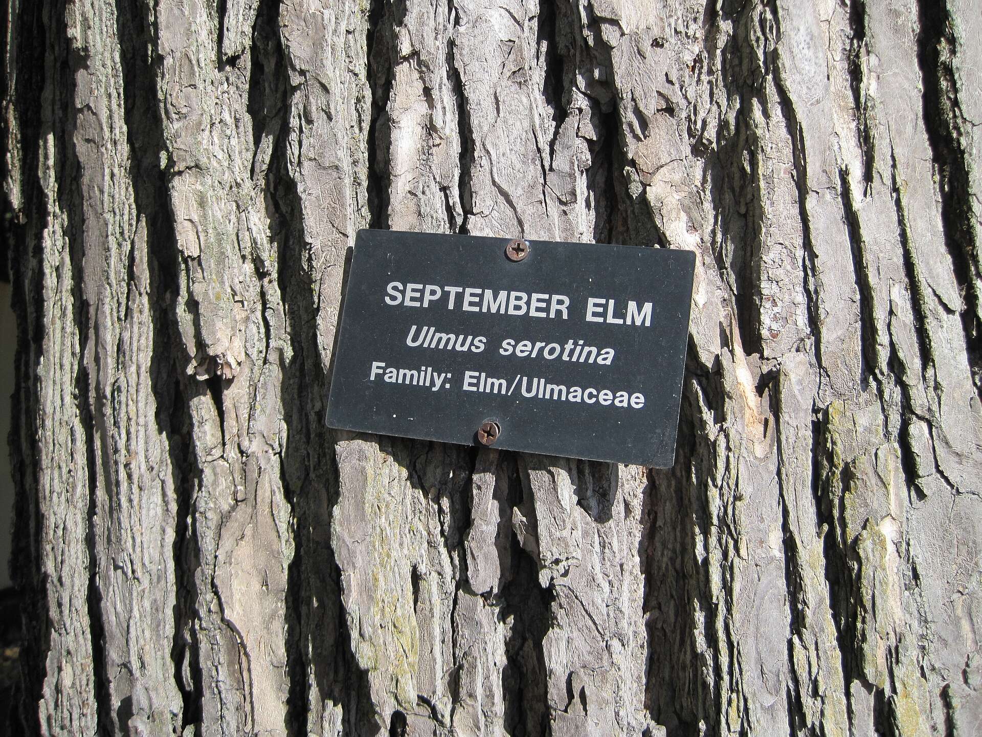 Image of September elm