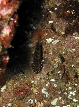 صورة Gammogobius