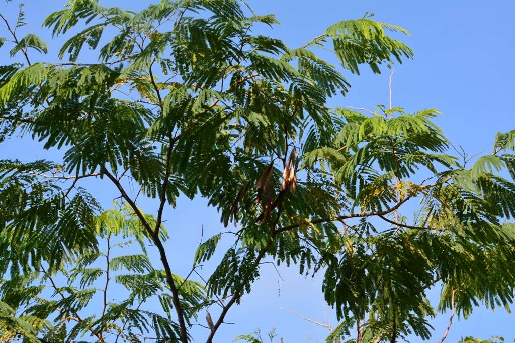 Plancia ëd Leucaena diversifolia (Schltdl.) Benth.