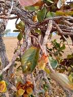 Image of Annona crassiflora Mart.