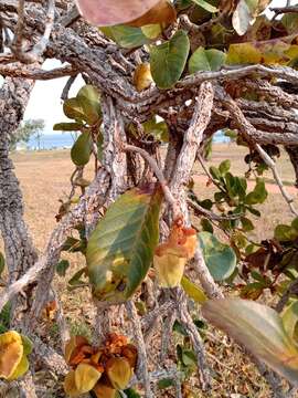 Sivun Annona crassiflora Mart. kuva