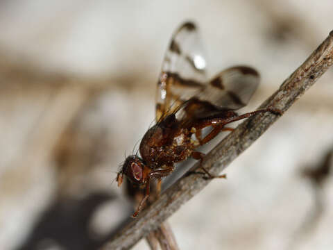 Image de Chetostoma