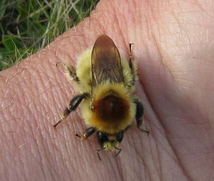 صورة Bombus laesus Morawitz 1875