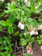 Image of lingonberry