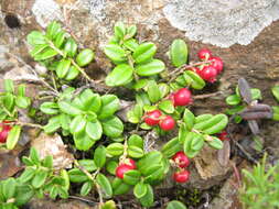 Image of lingonberry