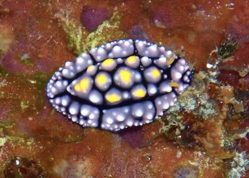 Image of Lumpy black grey orange slug