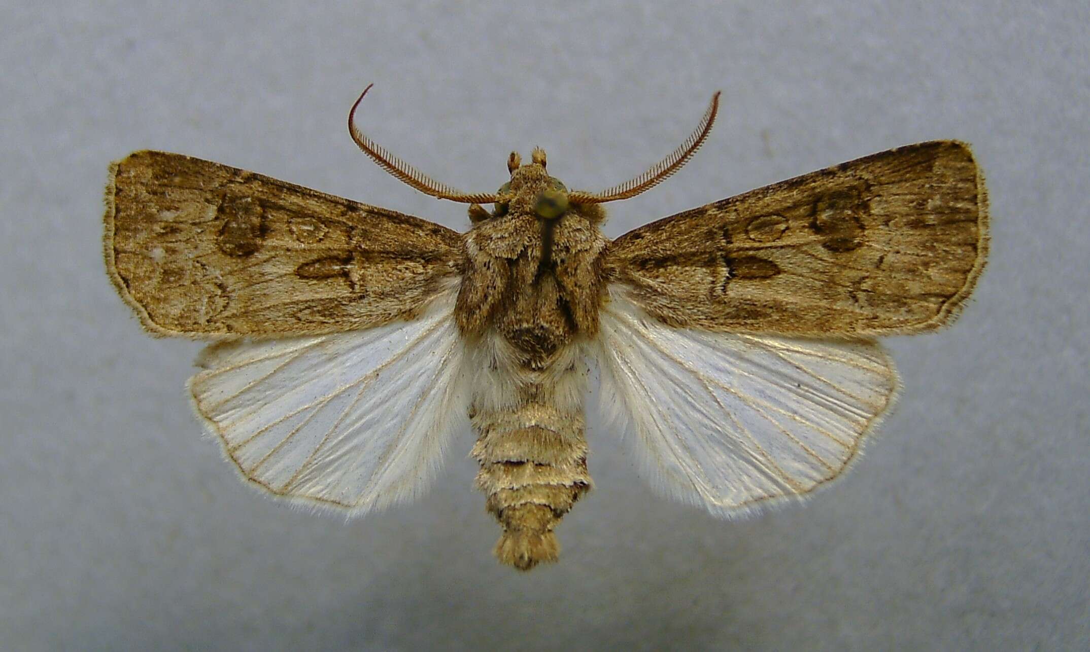 Image of Agrotis bigramma