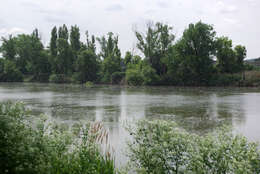 Image of Black Poplar