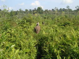 Image of Sumatran Elephant