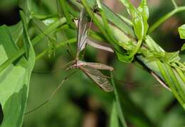 Image of Marsh crane fly