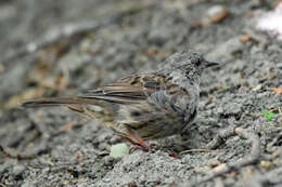 صورة Prunella modularis occidentalis (Hartert 1910)