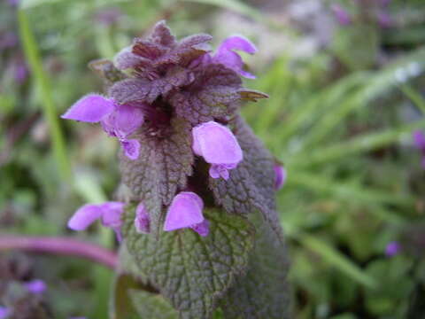 Image of purple archangel