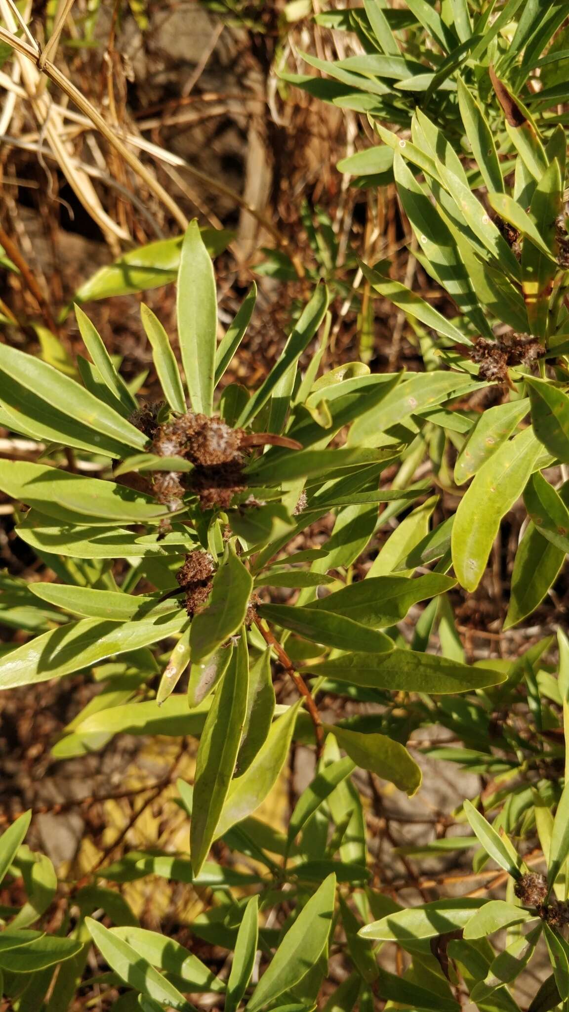 Image of Globularia salicina Lam.