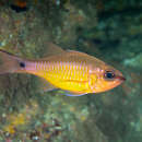 Image of Brassy cardinalfish