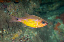 Image of Brassy cardinalfish