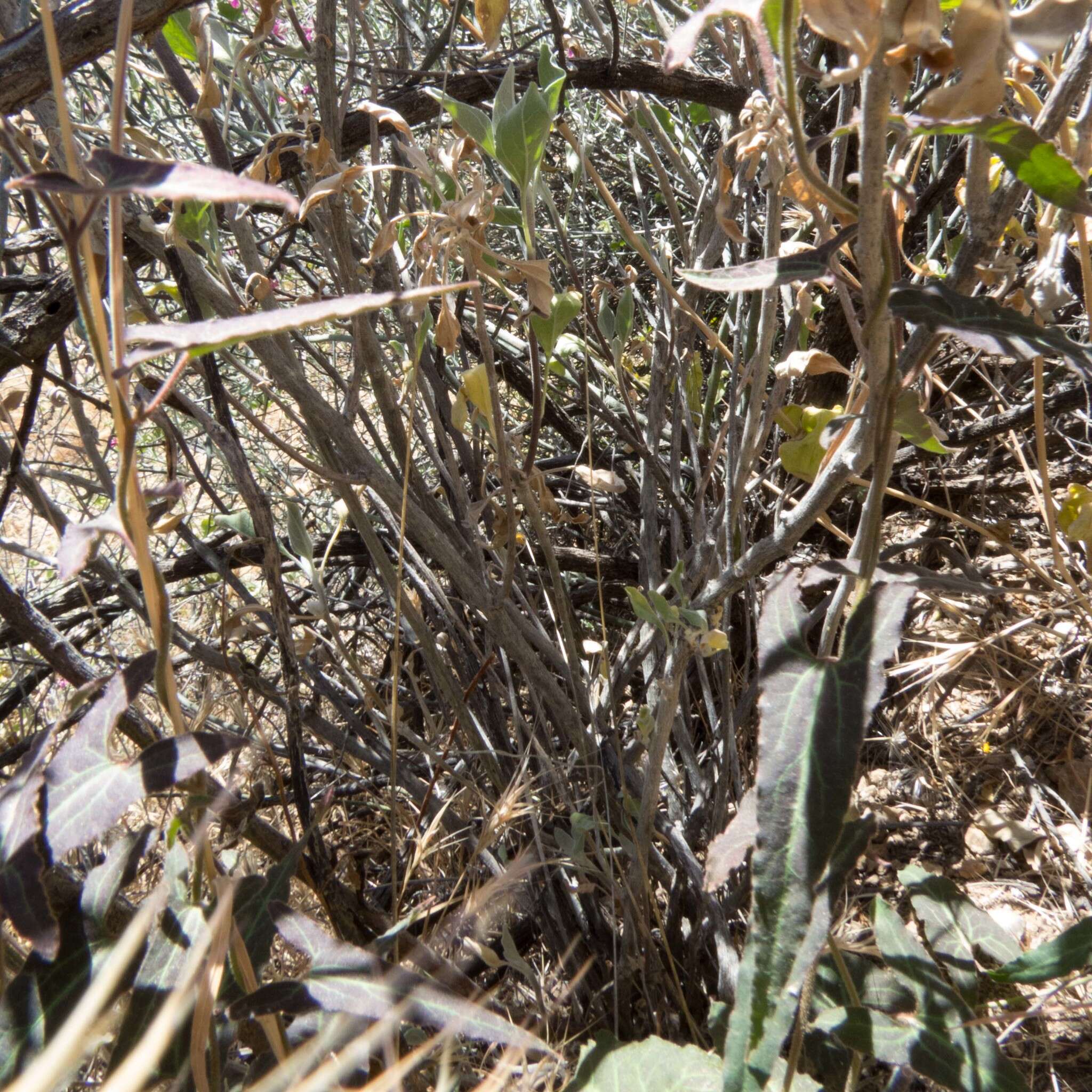 Image of Watson's dutchman's pipe