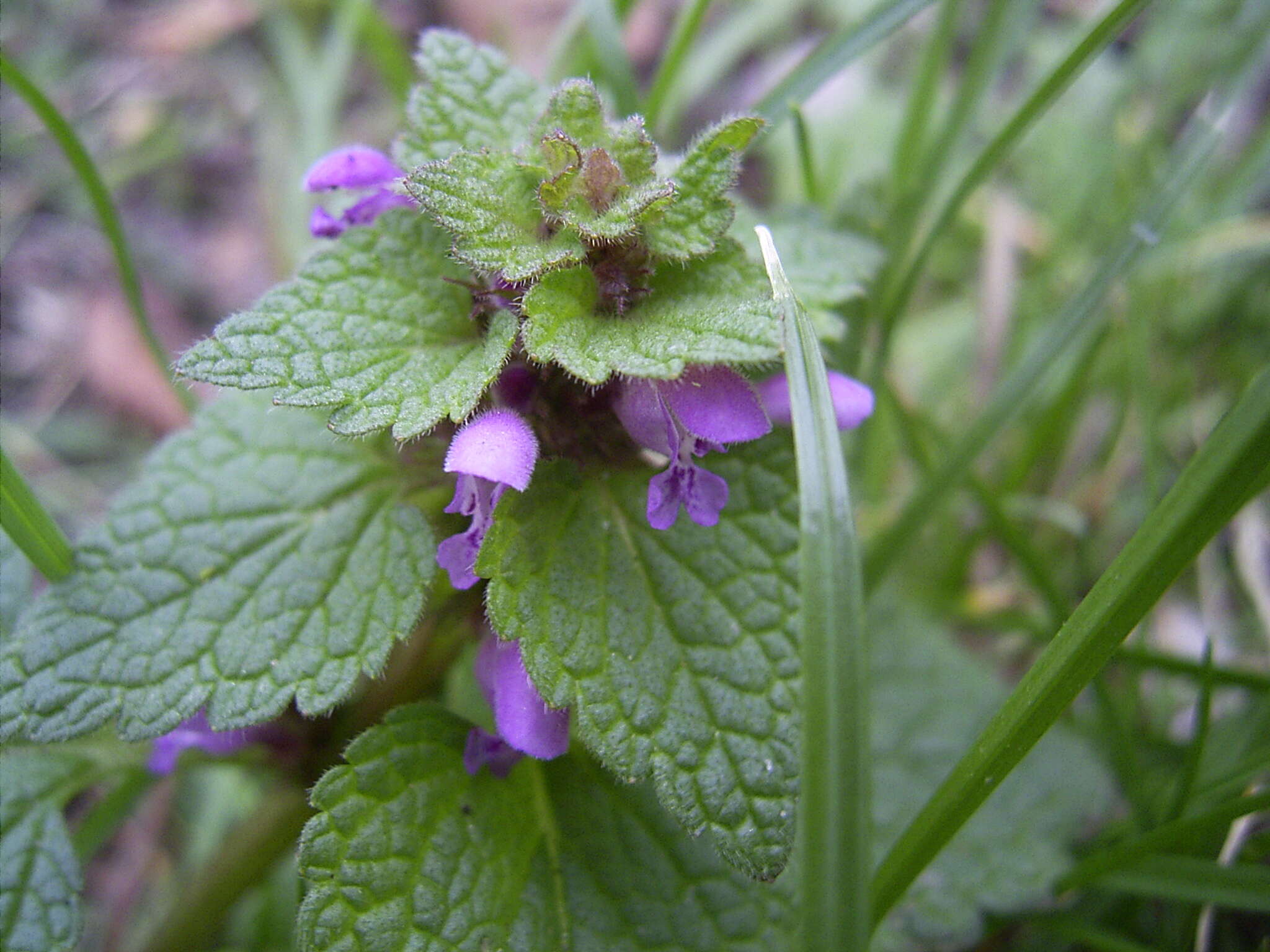 Image of purple archangel