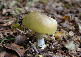 Image of Death cap