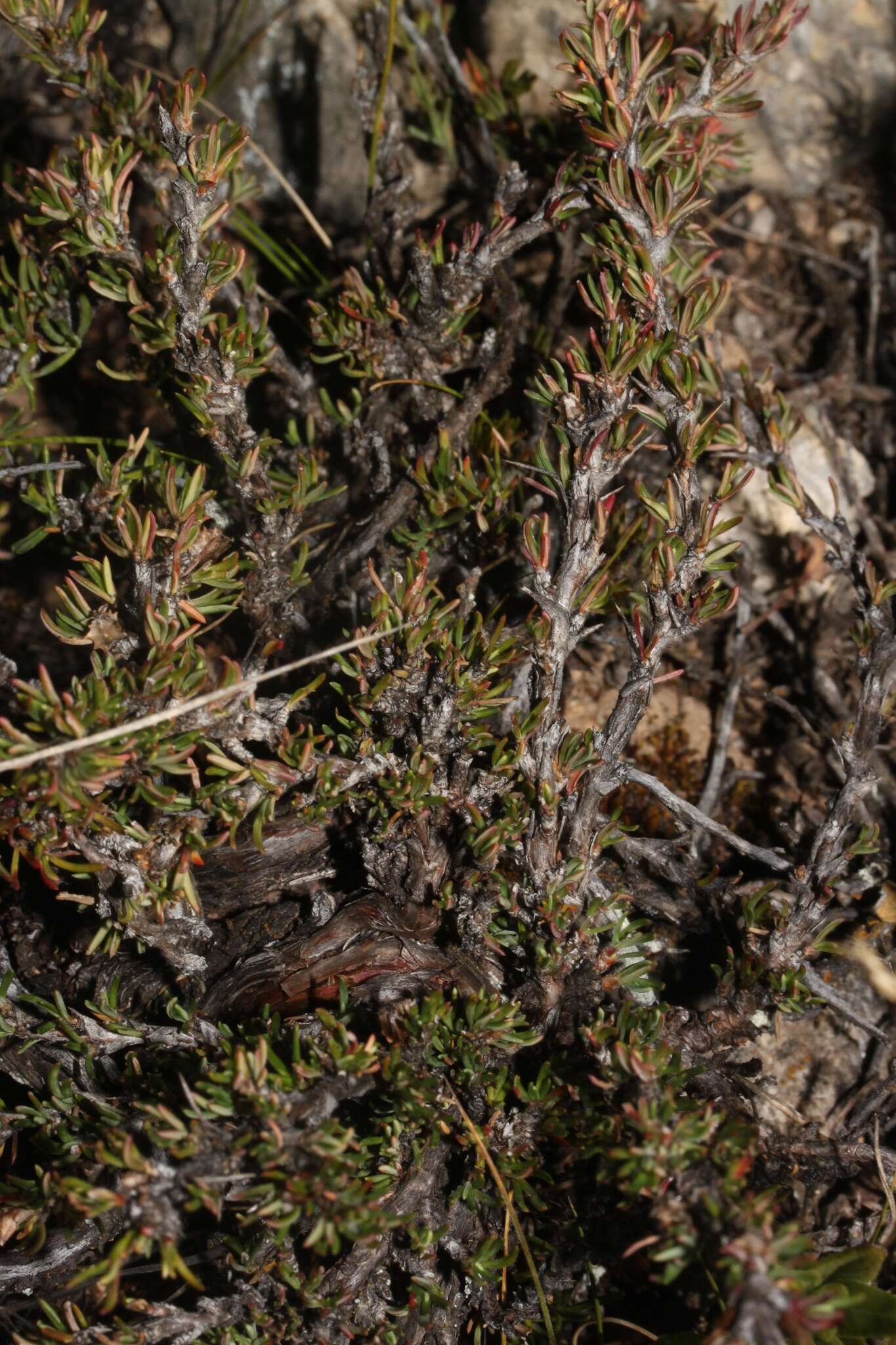 Image de Margyricarpus cristatus Britton