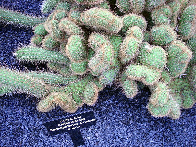 Image of Cleistocactus samaipatanus (Cárdenas) D. R. Hunt